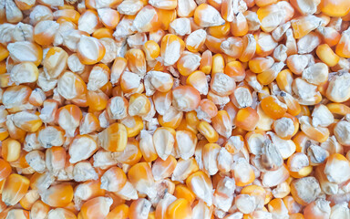 pile of dried corn kernels