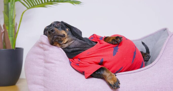 Fat dachshund dog dressed in red t-shirt wallows in light purple bed trying to get up. Funny domestic animal feels lazy at home close view