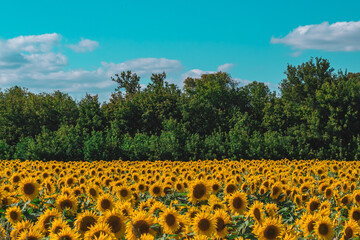 many sunflowers growing on a farm in a field on a sunny summer day