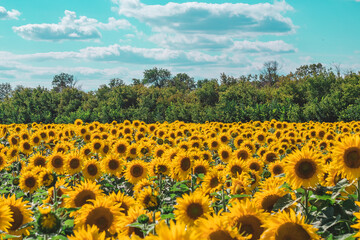 many sunflowers growing on a farm in a field on a sunny summer day