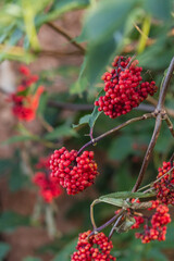 The fruit of plant Red Elderberry ( Sambucus racemosa, red-berried elder )