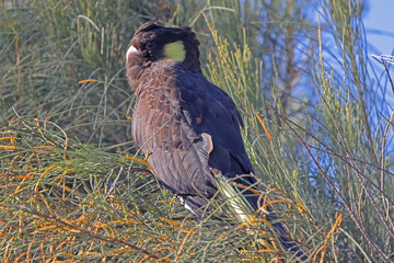 Australian Yellow-tailed Black Cockatoo (Zanda funerea))
