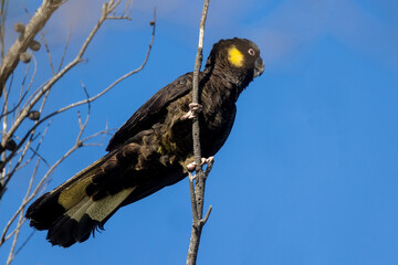 Australian Yellow-tailed Black Cockatoo (Zanda funerea))