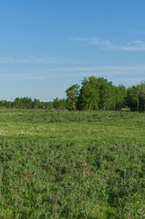 Obraz premium An Evening at Elk Island National Park