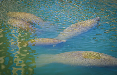 An aggregation of manatees swimming