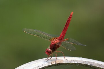 赤トンボ © IMPROVE.Create.Co.