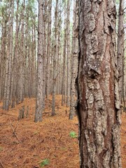 floresta mato de árvores de pinus