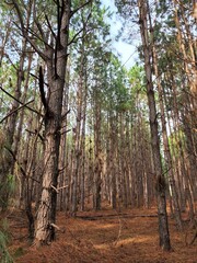 Fototapeta premium floresta mato de árvores de pinus