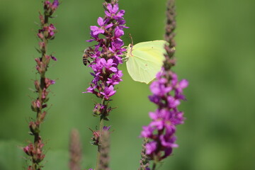 flowers and birds are natural lifes beatuy 