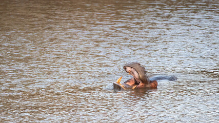 Hippo opening mouth in watering hole in South Africa RSA