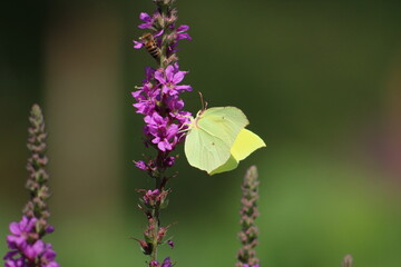flowers and birds are natural lifes beatuy 
