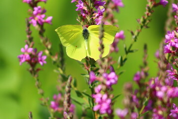 flowers and birds are natural lifes beatuy 