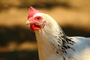 flowers and birds are natural lifes beatuy 