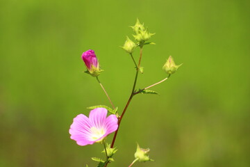 flowers and birds are natural lifes beatuy 
