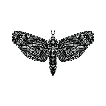 Cactus Moth hand drawing vectorillustration isolated on background
