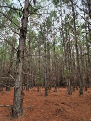 Fototapeta premium floresta de árvores de pinus 