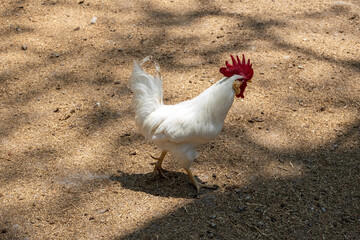 White rooster walk in a farm