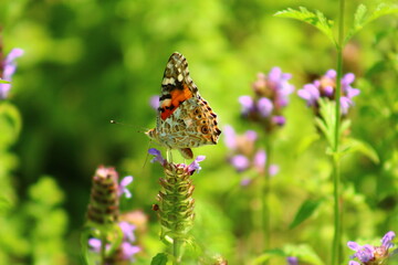 flowers and birds are natural lifes beatuy 