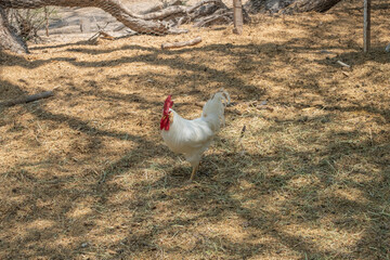 White rooster walk in a farm