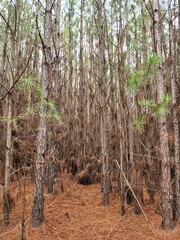 floresta de árvores de pinus 