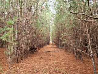 floresta de árvores de pinus 