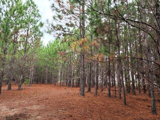 floresta de árvores de pinus 