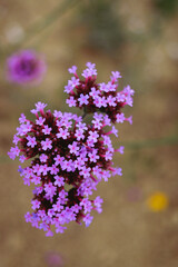 Obraz premium flowers in a field
