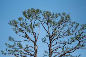 tree and sky