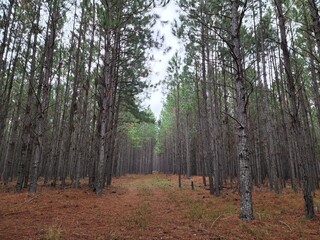 floresta árvores de pinus