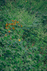 green leaves in water