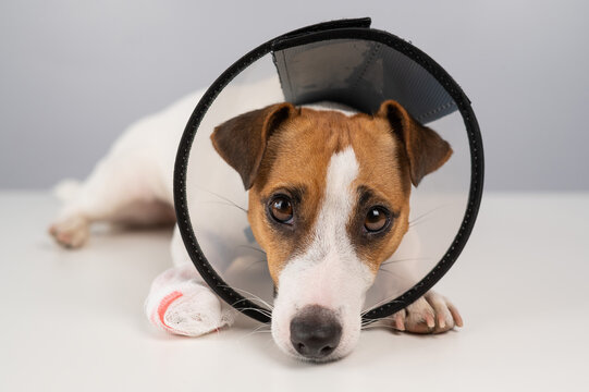 Jack Russell Terrier dog with a bandaged paw in a cone collar. 