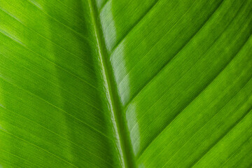 Green leave texture pattern close up