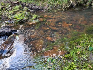arroio de águas cristalinas