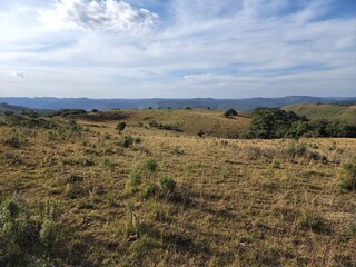 Campo, fazenda, pecu&aacute;ria, gado, boi, touro, vaca, 
