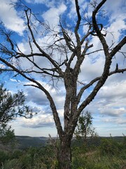 Árvore seca 