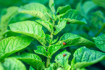 The first young larvae of the Colorado potato beetle on potato leaves close-up