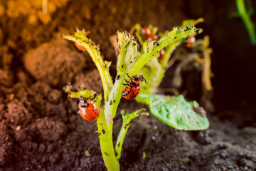 A lot of red young larvae of the Colorado potato beetle eat the leaves of young potatoes