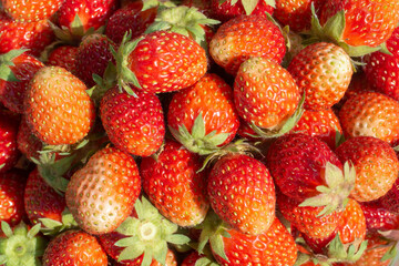 Ripe, red strawberries, fresh harvest. Berries close up.