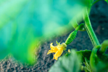 The first young cucumbers close-up on the garden bed. Blooming cucumbers at sunrise