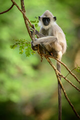 Young tufted gray langur monkey sitting on a tree branch and looking at the camera.
