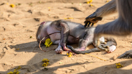 A newborn monkey baby dropped to the ground from a tree. Monkey mother's hand reaching for its dead baby.