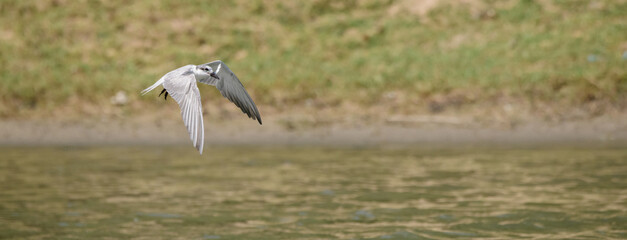 Whiskered tern catches a small fish on the river and flies away.