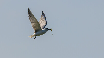 Whiskered tern with a small freshwater shrimp on the beaks, flying away, against the clear skies.