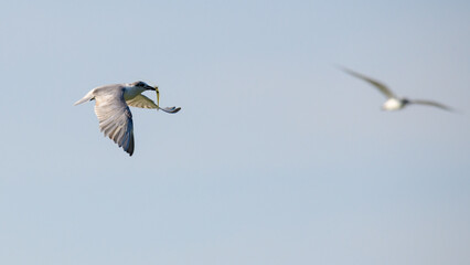 Whiskered tern with a small freshwater shrimp on the beaks, flying away, against the clear skies.