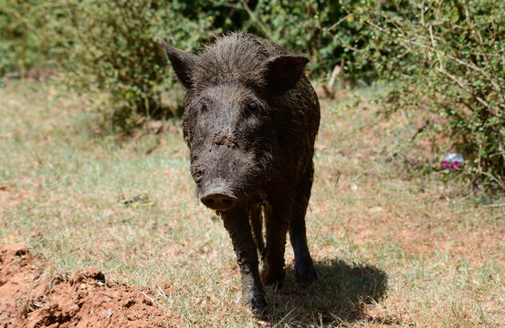 Sri Lankan Wild boar close-up photograph. Wet and dirty boar searching for food.