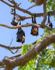Sri Lankan megabats roosting upside down on a tree branched