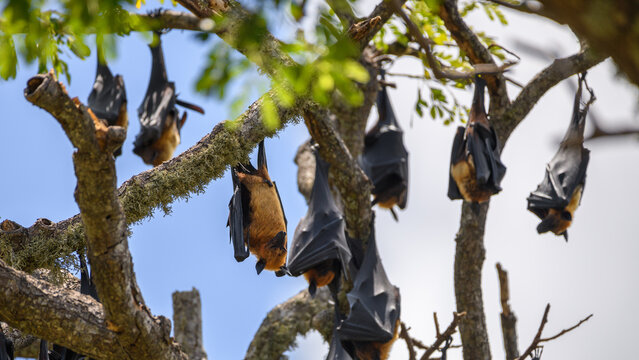 Sri Lankan megabats roosting upside down on tree branches.