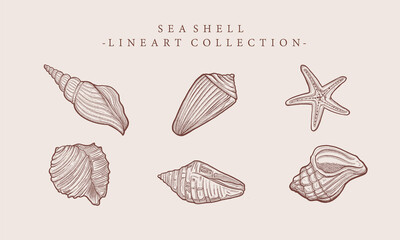 vintage hand drawn seashell starfish line art collection