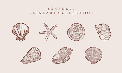 vintage conch clam starfish line art