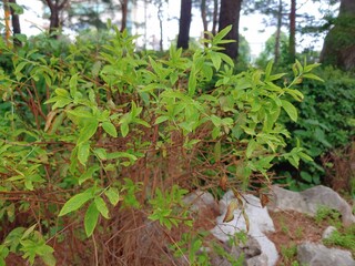 Guava tree in the park
